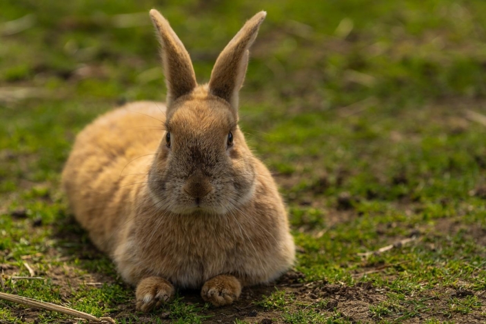 Animal-4137865_1280