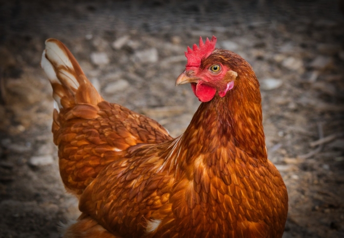 Chicken-3727097_1280