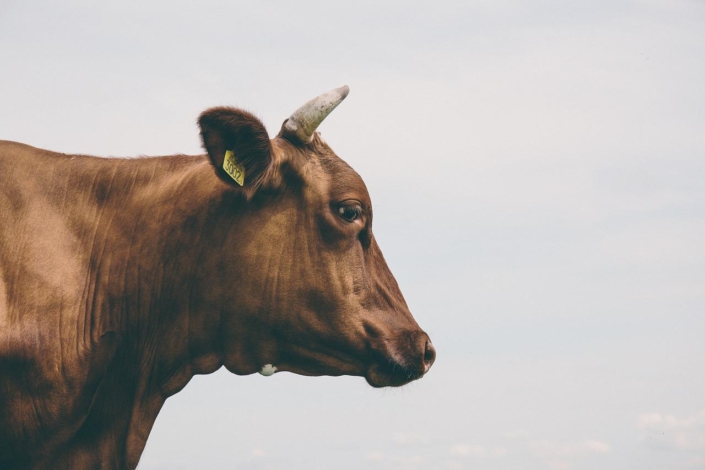Cow-1869792_1280