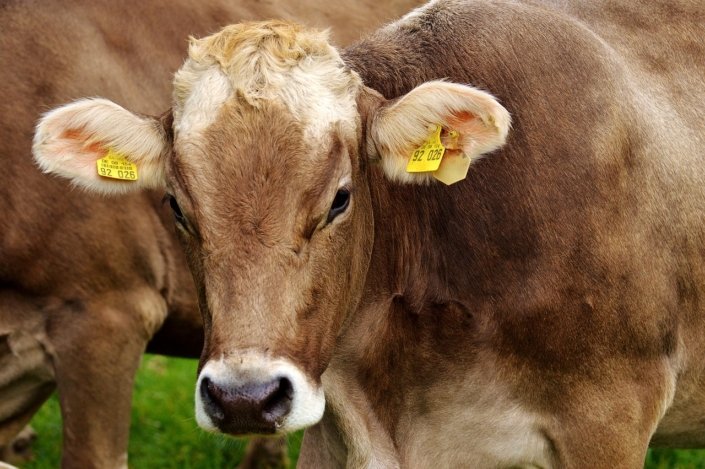 Cow-2782461_1280