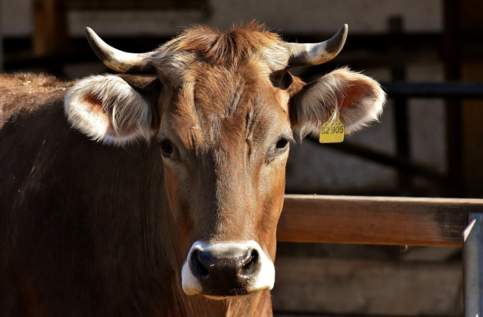 Cow-3383624_1280
