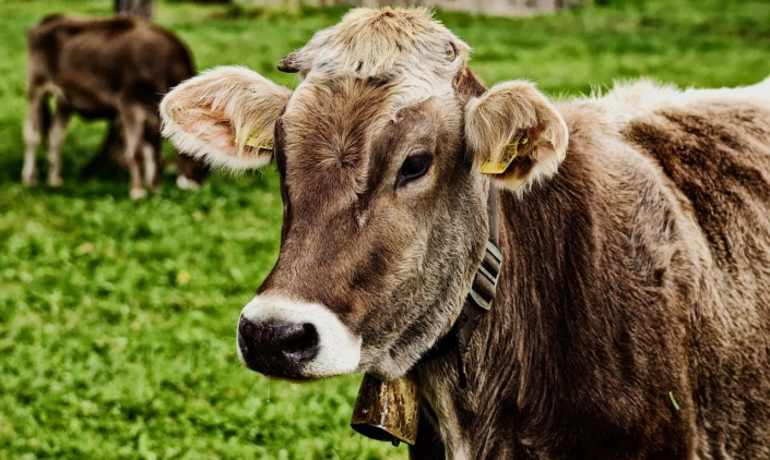 Cow-3611501_1280
