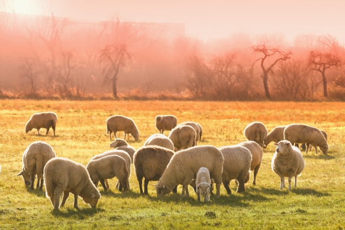 Sheeps-3437467_1280